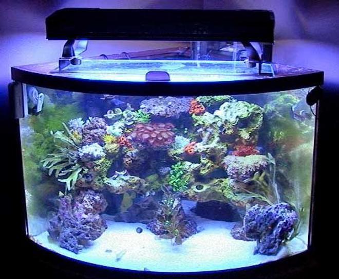 36 gallons reef tank (mostly live coral and fish) - Full Tank Shot