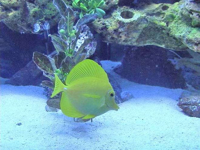 saltwater fish - zebrasoma flavescens - yellow tang - hawaii stocking in 36 gallons tank - my yellow tang chillen