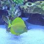saltwater fish - zebrasoma flavescens - yellow tang - hawaii stocking in 36 gallons tank - my yellow tang chillen