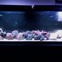 55 gallons freshwater fish tank (mostly fish and non-living decorations) - 55 gallon african cichlid tank
