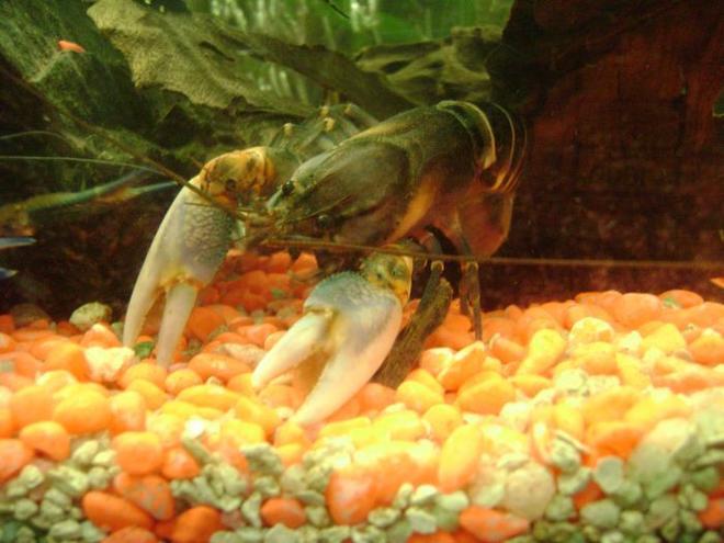 corals inverts - cherax sp. - tiger lobster stocking in 30 gallons tank - blue tiger lobster
