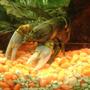 corals inverts - cherax sp. - tiger lobster stocking in 30 gallons tank - blue tiger lobster