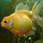 freshwater fish - carassius auratus - crown pearlscale goldfish stocking in 30 gallons tank - pearl scale goldfish