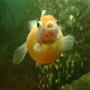 freshwater fish - carassius auratus - crown pearlscale goldfish stocking in 30 gallons tank - pearl scale goldfish 2