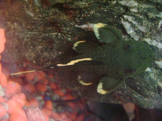freshwater fish - parancistrus sp. magnum - mango pleco (l-47) stocking in 30 gallons tank - mango pleco
