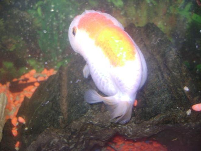 freshwater fish - carassius auratus - ranchu stocking in 30 gallons tank - ranchu 2
