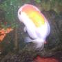 freshwater fish - carassius auratus - ranchu stocking in 30 gallons tank - ranchu 2