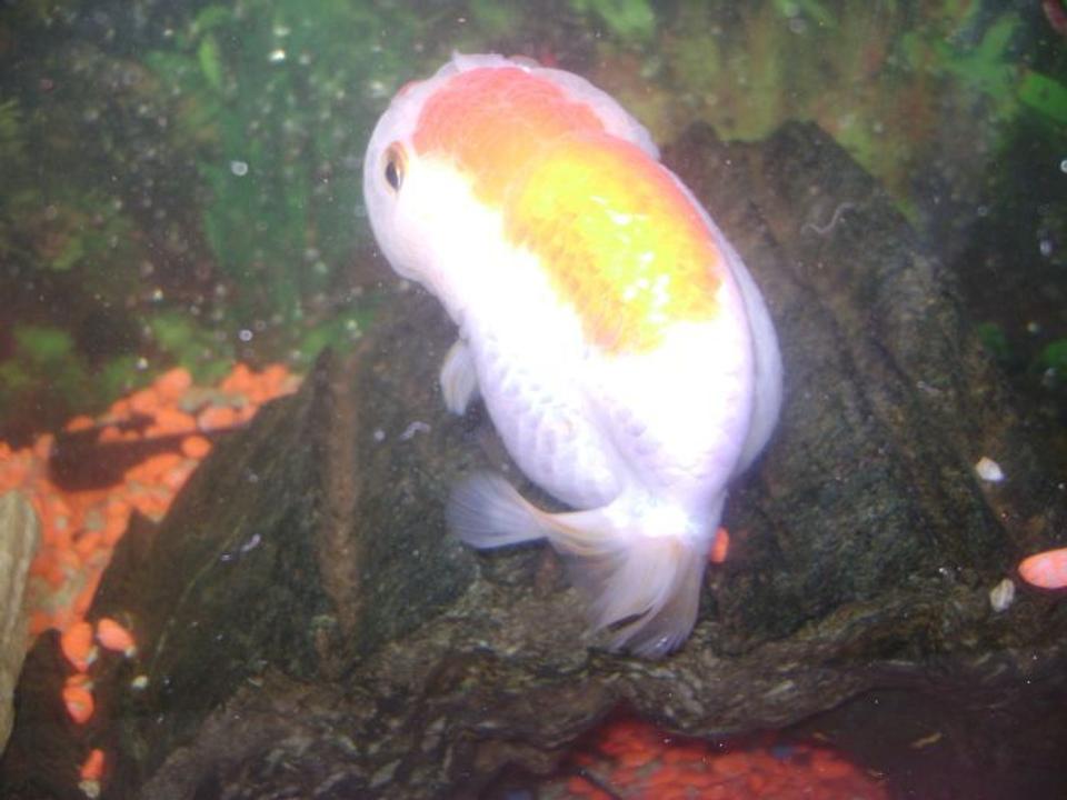 freshwater fish - carassius auratus - ranchu stocking in 30 gallons tank - ranchu 2