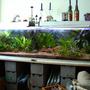 166 gallons planted tank (mostly live plants and fish) - 630L, all plants are real
