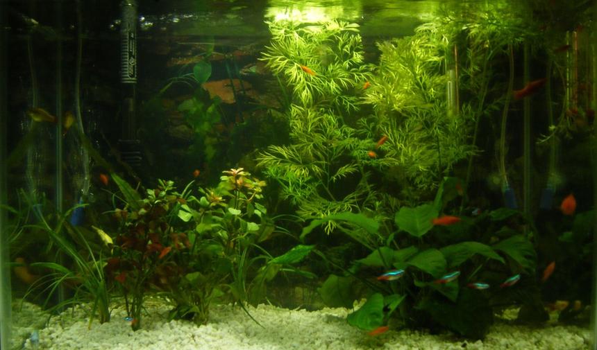 Rated #104: 20 Gallons Planted Tank - 20 Gallon tank  (IF YOU HAVE A SALTWATER TANK YOUR TANK PROBABLY LOOKS BETTER THAN MINE)