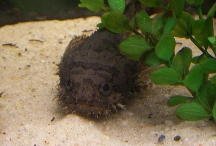 Rated #67: Saltwater Fish - Diodon Holocanthus - Porcupine Puffer Stocking In 29 Gallons Tank - Oscar posing for the camera(RIP).