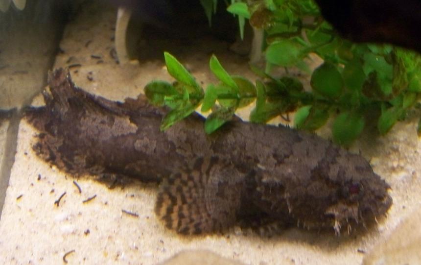 Rated #1270: Freshwater Fish - Toadfish Stocking In 29 Gallons Tank - My Freshwater Toadfish(Oscar) waiting to be fed(RIP).