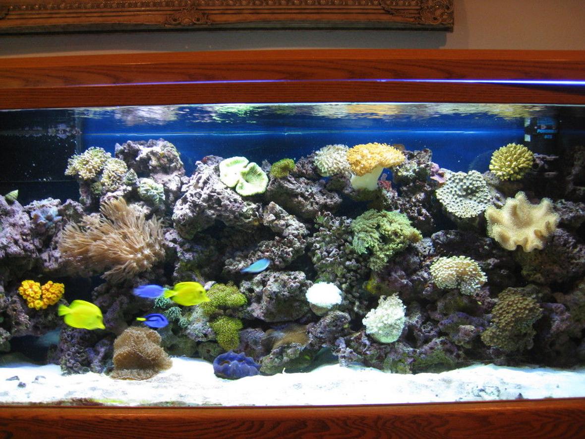 120 gallons reef tank (mostly live coral and fish) - 48 coralife light with lunar light,80 lbs live sand,250 lbs live rock,sump filter with protein skimmer and coralife uv light,3 regular powerhead.