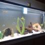 55 gallons freshwater fish tank (mostly fish and non-living decorations) - othre pik of my 55 a little better
