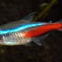 freshwater fish - paracheirodon innesi - neon tetra jumbo stocking in 10 gallons tank - neon tetra