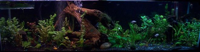 125 gallons planted tank (mostly live plants and fish) - 125 gallon long, penn plax cascade 1200 canister filter, two air stones, two 55 gal co2 injection canisters, one spectra max 6500k full spec lamp, one flora-glo 2800k plant lamp.

fish- Discus, angels, cory cats (many diff kinds) gold algae eaters, trap door or mystery snails, fresh water clams, fresh water flounder, neons, fruit tetras,  danios,  diamond tetra,  soon to add some ghost shrimp for cleaners and snacks for the discus and angels. 

Plants: anubias nana, java fern, java moss, moss balls, dwarf lilies, money wort, purple cabomba, aluminum, pineapple plant, baby tears, wendtii (red and green), crypts ( regular and spiral), red indian swords, and many odd ball plants that were bought for me.