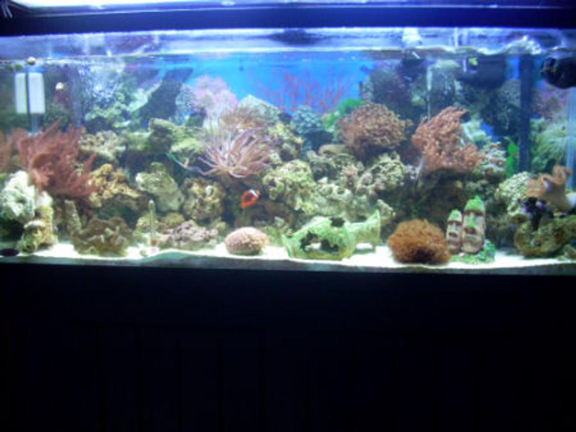 55 gallons reef tank (mostly live coral and fish) - Reef Tank