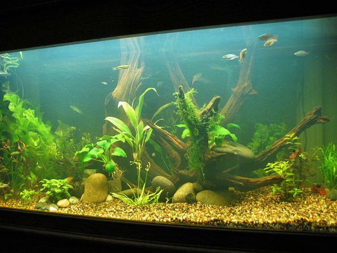 55 gallons planted tank (mostly live plants and fish) - 55gal DAS plant tank.