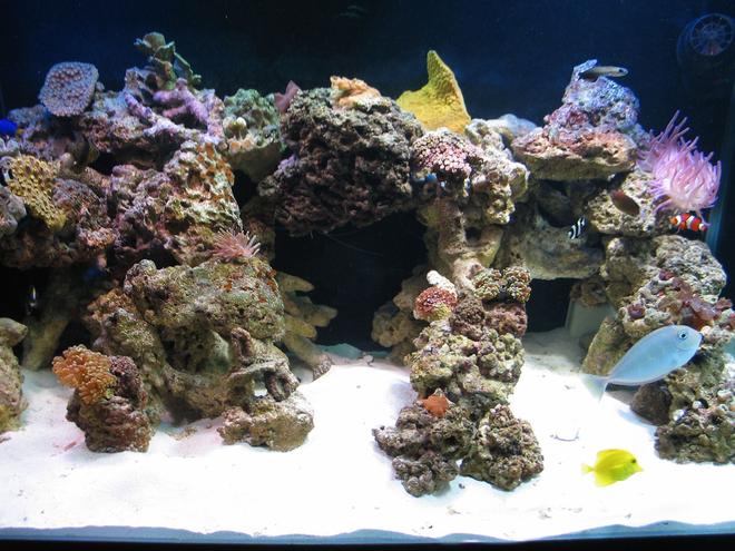 125 gallons reef tank (mostly live coral and fish) - Our 125 reef tank.
