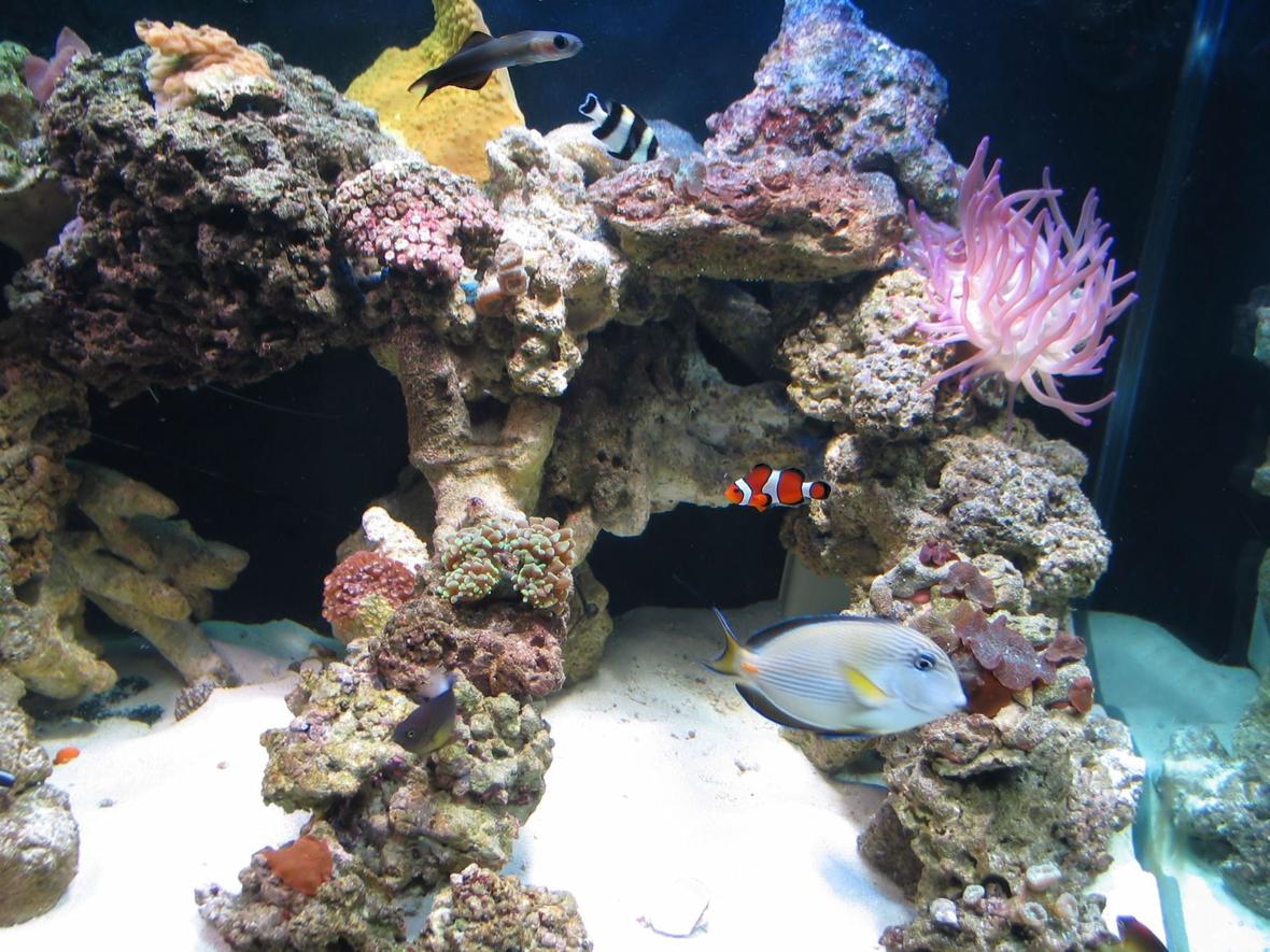 fish tank picture - pic