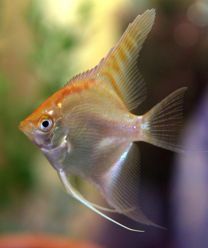 Rated #157: Freshwater Fish - Pterophyllum Sp. - Gold Veil Angel Stocking In 47 Gallons Tank - juve angels