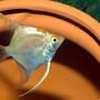 freshwater fish - pterophyllum sp. - gold veil angel stocking in 47 gallons tank - juve angels