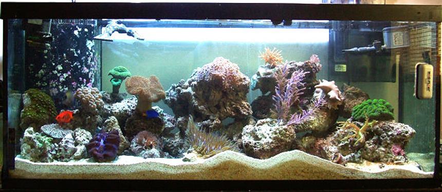Rated #83: 75 Gallons Reef Tank - Overall aquarium photo