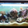 75 gallons reef tank (mostly live coral and fish) - Overall aquarium photo