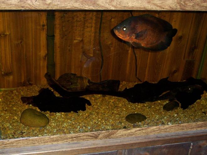 freshwater fish - astronotus ocellatus - red oscar stocking in 30 gallons tank - my red oscar, hitler.