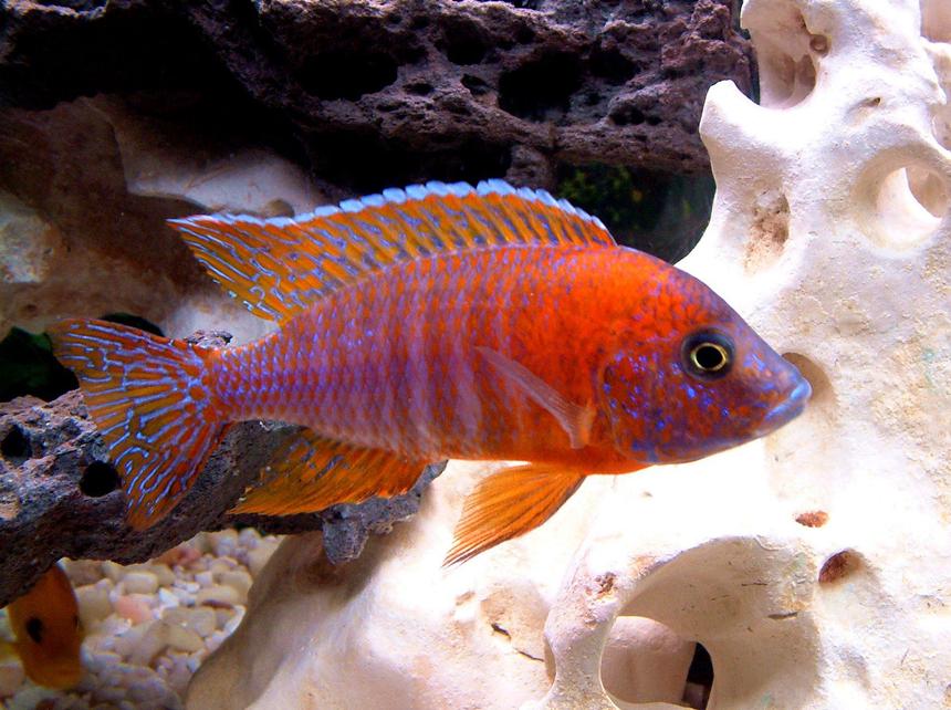 Rated #51: Freshwater Fish - Aulonocara Rubescens - Ruby Red Peacock Stocking In 55 Gallons Tank - Red Peacock, manual, micro mode, overhead lighting.