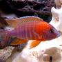 freshwater fish - aulonocara rubescens - ruby red peacock stocking in 55 gallons tank - Red Peacock, manual, micro mode, overhead lighting.