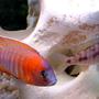 freshwater fish - aulonocara rubescens - ruby red peacock stocking in 55 gallons tank - Pairing Off - Red Peacock