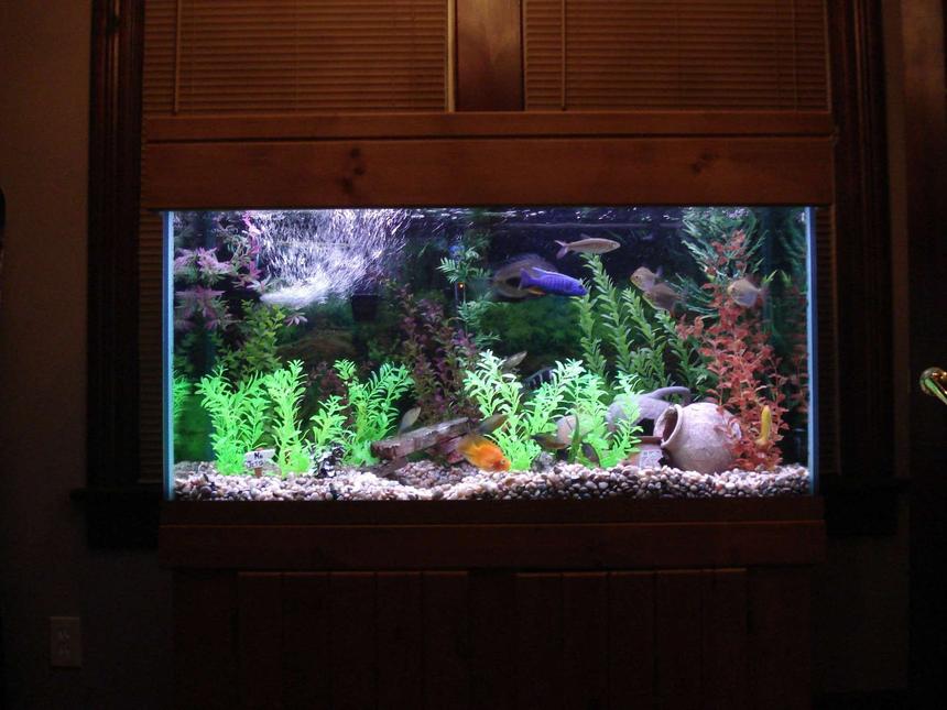 Rated #62: 90 Gallons Freshwater Fish Tank - Where to begin is the question.  Been working on this tank for a few years and finally turned it into a showcase tank.  The Blue Ahli is one-of-a-kind...My large Uaru, Chuck, is all day.  There's a good sized Frontosa in there who is best friends with a Parrot Fish...Go figure.  My Yellow Labidochromis is still pretty young, but he can hold his own.  I've got a school (5) of Emerald Rainbows and a school (3) of Red Hook Silver Dollars.  Hidden under the rock is a 14'' Tire track eel.  Doesn't come out much...and I've never seen him eat. (had him for 6 months)  The two guys on top are my Asian Needle Nose Gar and my Red Pink Tailed Chalseus.  I've also got a Royal Pleco.  You gotta love his red eyes.