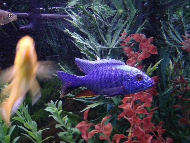 freshwater fish - sciaenochromis fryeri - electric blue hap stocking in 90 gallons tank - Good picture of my Blue Ahli