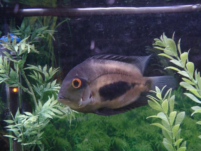 freshwater fish - uara amphiacanthoides - uaru cichlid stocking in 90 gallons tank - My Uaru slicked back and ready to roll