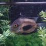 freshwater fish - uara amphiacanthoides - uaru cichlid stocking in 90 gallons tank - My Uaru slicked back and ready to roll