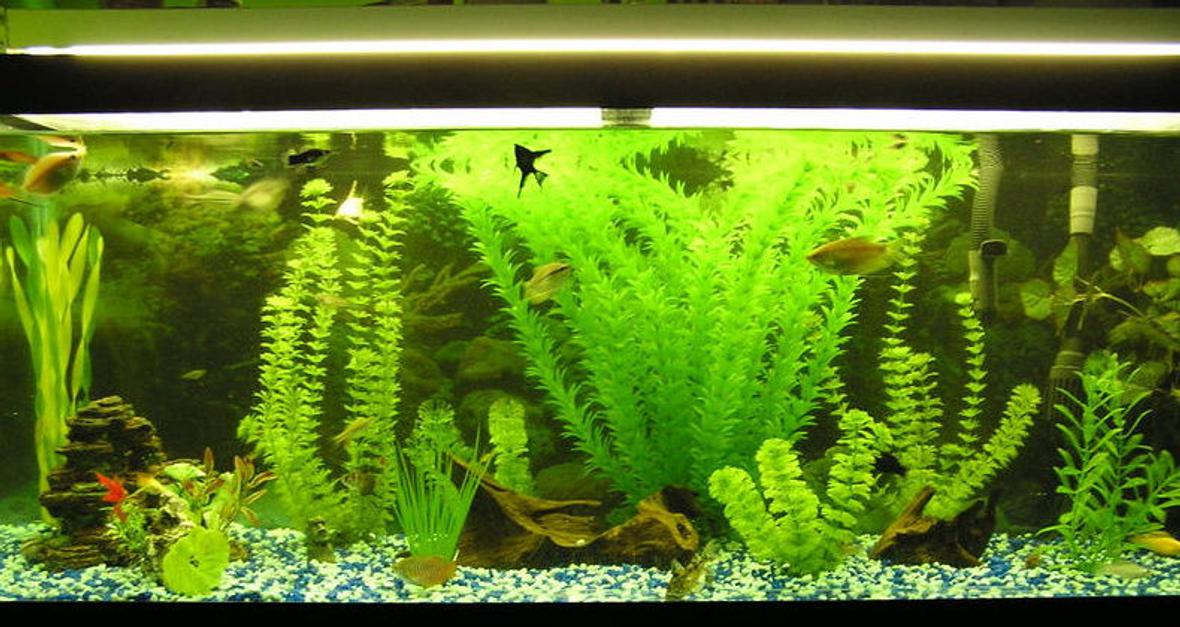 95 gallons freshwater fish tank (mostly fish and non-living decorations) - Just bought a bunch of new plants!