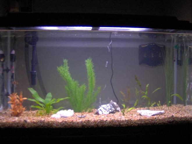 38 gallons freshwater fish tank (mostly fish and non-living decorations) - My 38 Gallon Fish Tank, 6 Tiger Barbs, 2 Green Tiger Barbs, One White Cloud Minnow, and a Gold Chinese Algae Eater. I'm using a Marineland C-Series Multi Stage Canister Filter C-220, the best fiter out there. I personaly think this filter is better then the Eheim, because it allows no bypass, it forces the water through the filter media trays and not around them, all the other canisters allow 40% to 60%