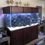 225 gallons freshwater fish tank (mostly fish and non-living decorations) - Full tank shot