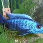 freshwater fish - sciaenochromis ahli - electric blue cichlid stocking in 75 gallons tank - My electric Blue......