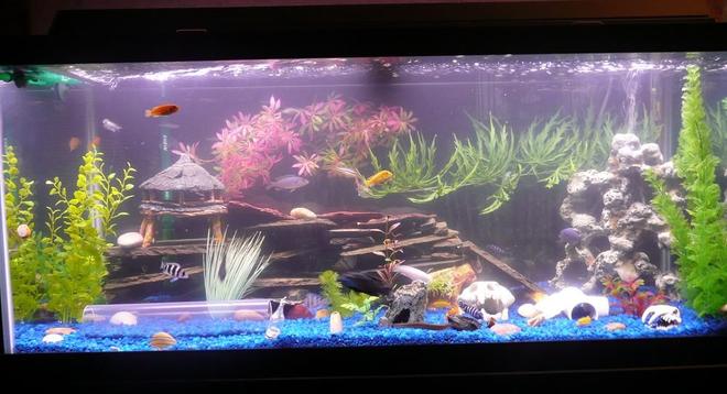 75 gallons freshwater fish tank (mostly fish and non-living decorations) - My new 75 GALLON BEAUTY!!!