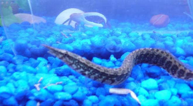 freshwater fish - mastacembelus ellipsifer - siamese spiny eel stocking in 75 gallons tank - My spiny eel...