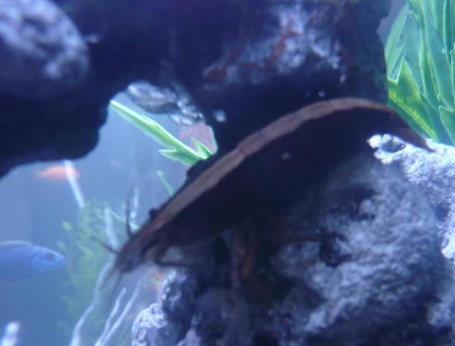 corals inverts - atyopsis moluccensis - singapore flower shrimp stocking in 75 gallons tank - Waterfall shrimp. I have two of these guys.