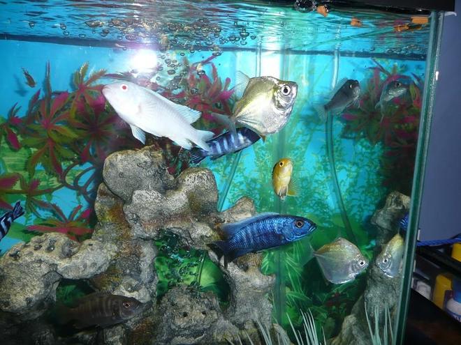 freshwater fish - metynnis argenteus - silver dollar stocking in 75 gallons tank - Group.....