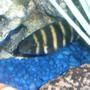 freshwater fish - tilapia butterkofferi - buttikoferi cichlid stocking in 75 gallons tank - Tiliapia.......