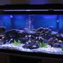 fish tank picture - tank