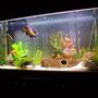 60 gallons freshwater fish tank (mostly fish and non-living decorations) - Sth American Cichlids