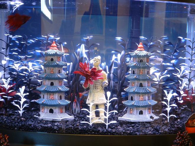 7 gallons freshwater fish tank (mostly fish and non-living decorations) - my bettas one man (fish) studio apt. (7gal)