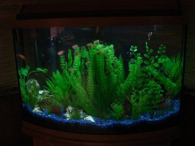 37 gallons freshwater fish tank (mostly fish and non-living decorations) - Full Tank View