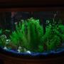 37 gallons freshwater fish tank (mostly fish and non-living decorations) - Full Tank View